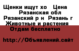 Щенки ищут хо › Цена ­ 50 - Рязанская обл., Рязанский р-н, Рязань г. Животные и растения » Отдам бесплатно   